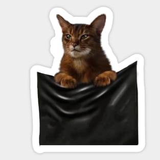 Abyssinian cat, Cat insde pocket, Cat Lover Sticker